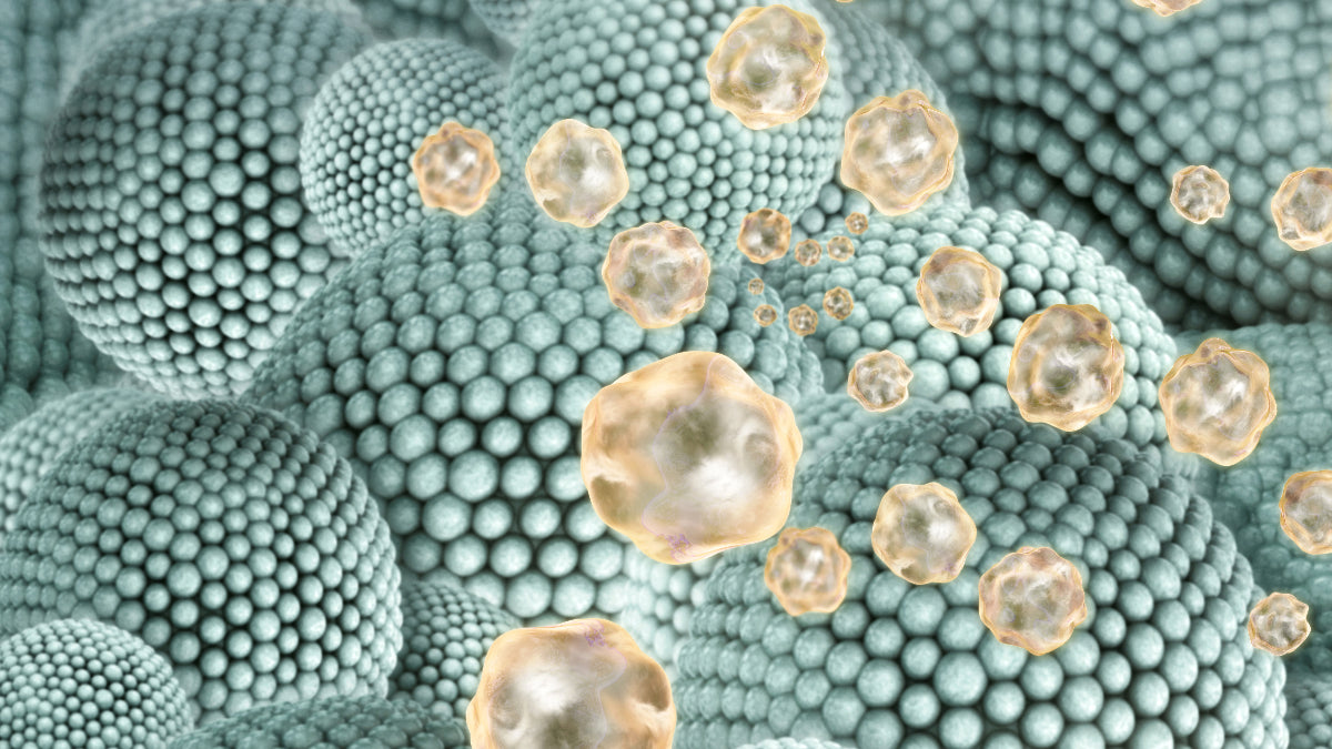 Was können Enzyme in Nahrungsergänzungsmitteln leisten?