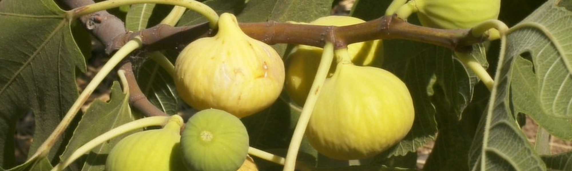 Qualität und hochwertige Nährstoffe bei Dr. Niedermaier – Für Ihre Gesundheit nur das Beste!