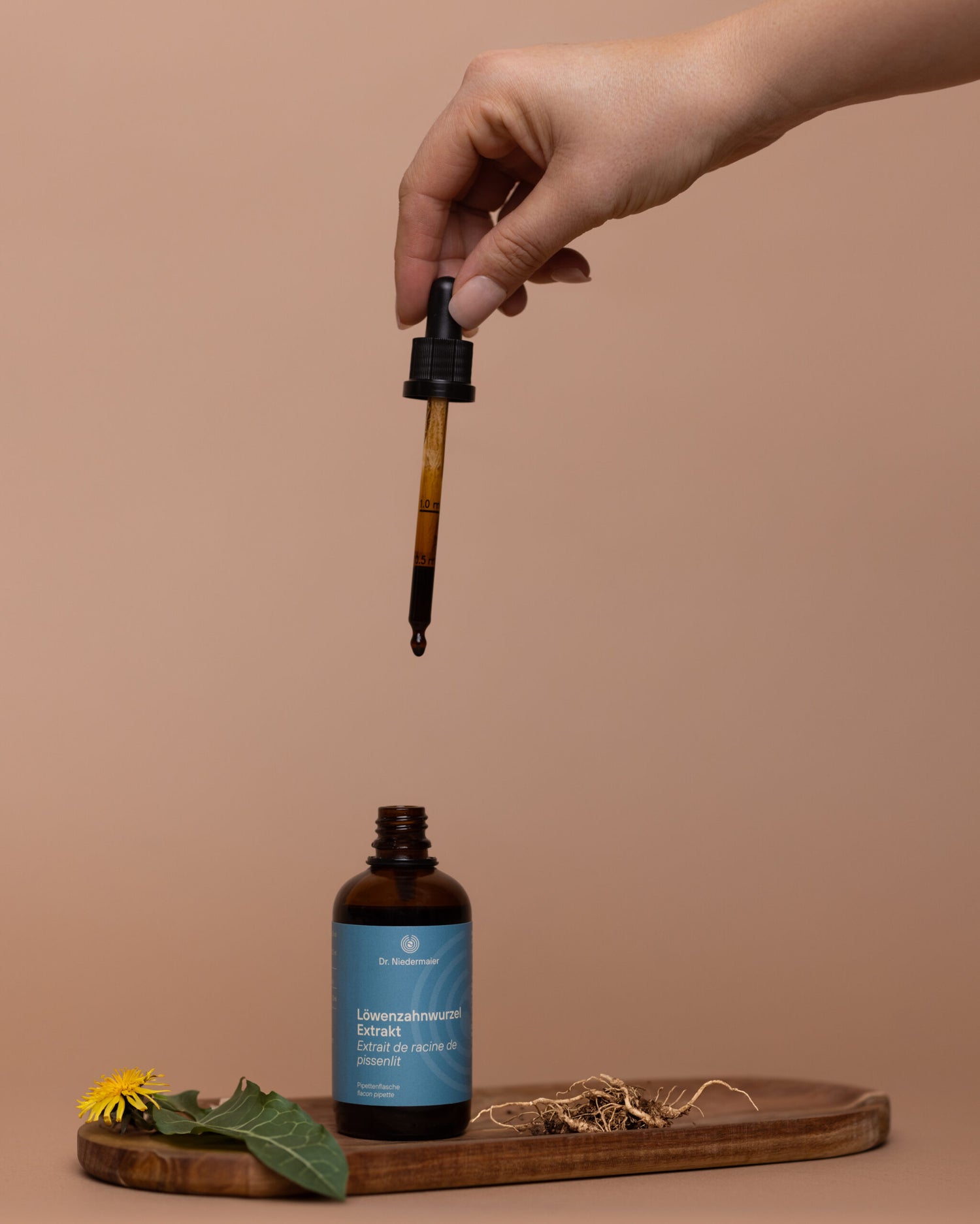 extrait de racine de pissenlit